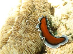 flatworm from raja ampat by Heru Suryoko 